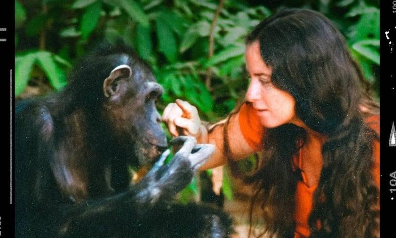 header image for Lucy the Human Chimp