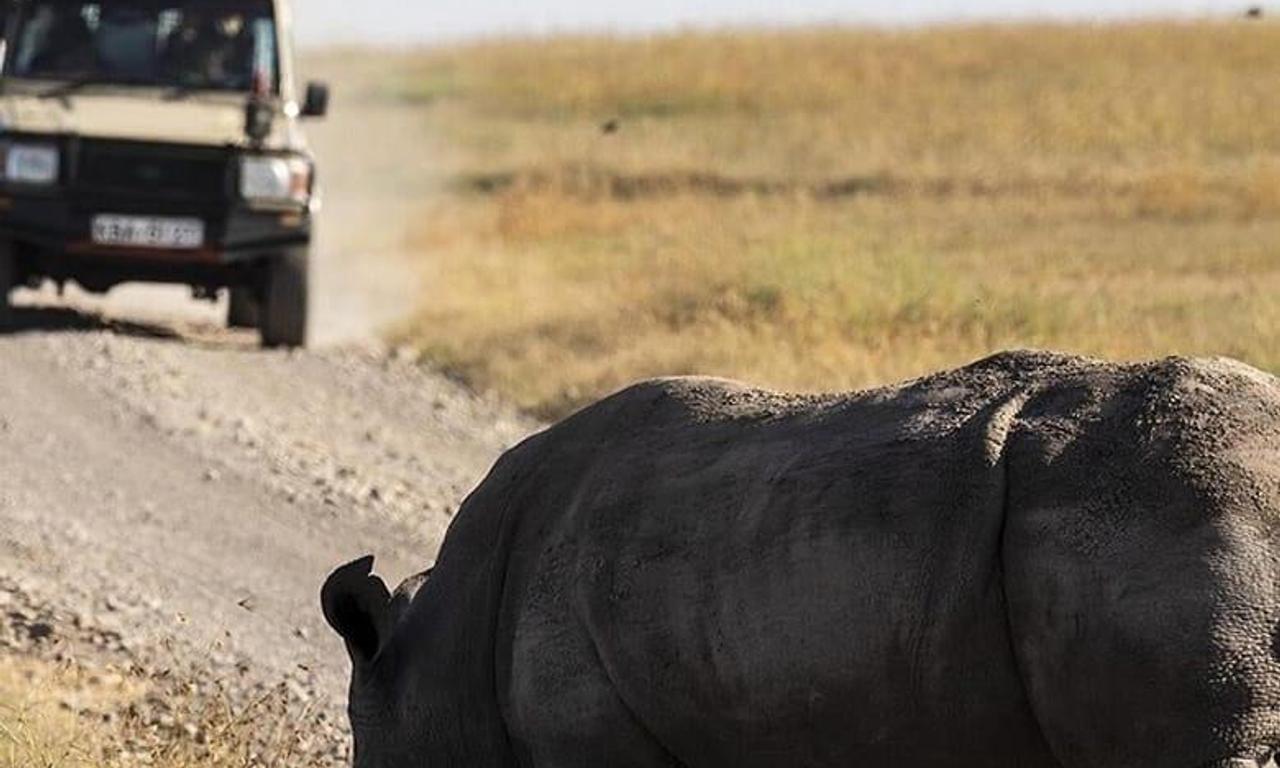 header image for Secret Safari: Into the Wild