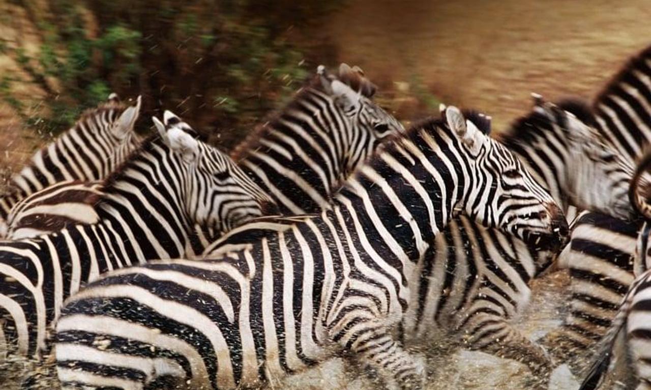 header image for Great Migrations