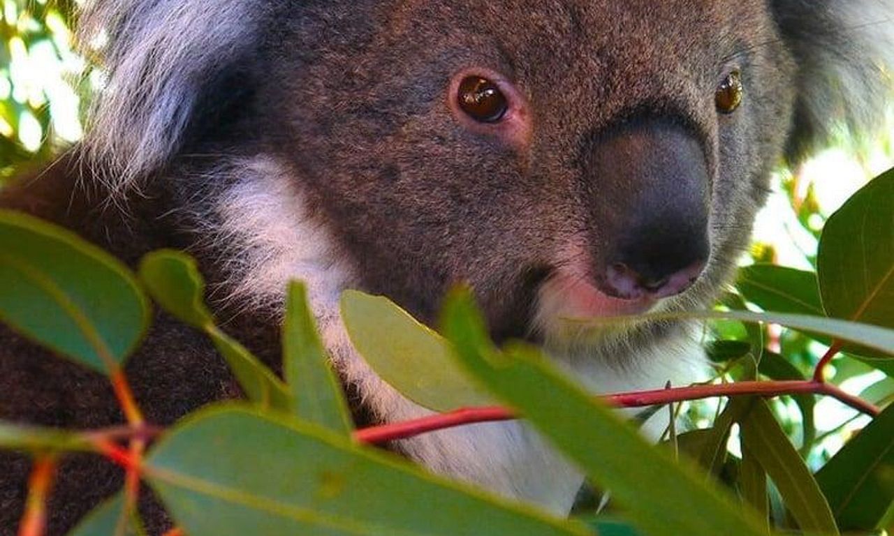header image for Secret Life of the Koala