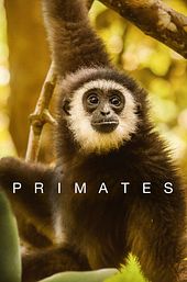 Primates