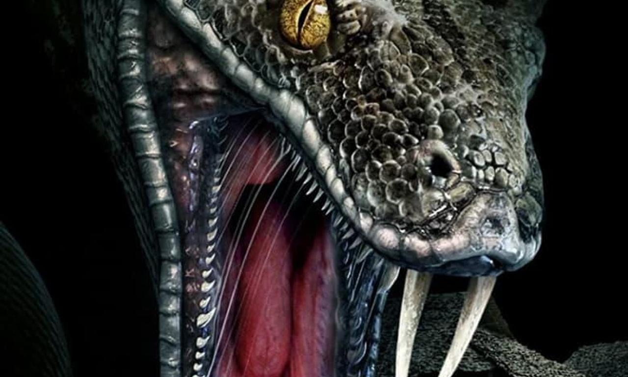 header image for Megaboa