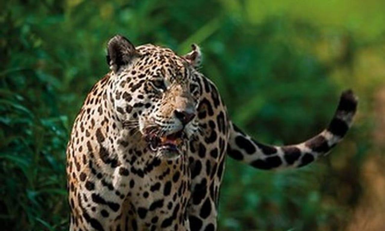 header image for Pantanal, le dernier sanctuaire du jaguar