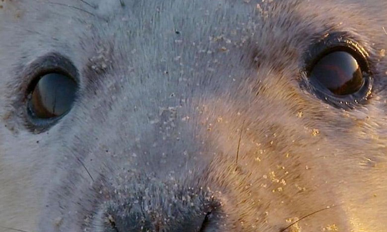 header image for The Wonderful World of Baby Animals