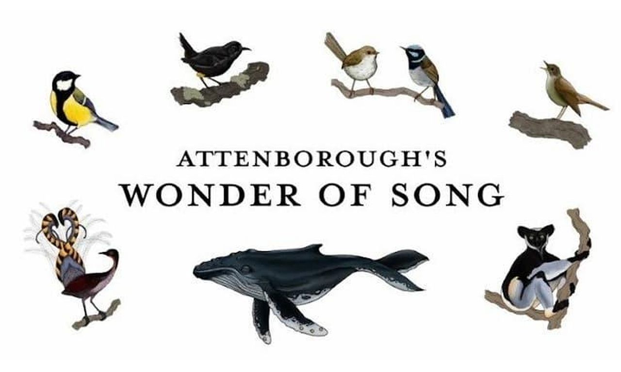 header image for Attenborough's Wonder of Song