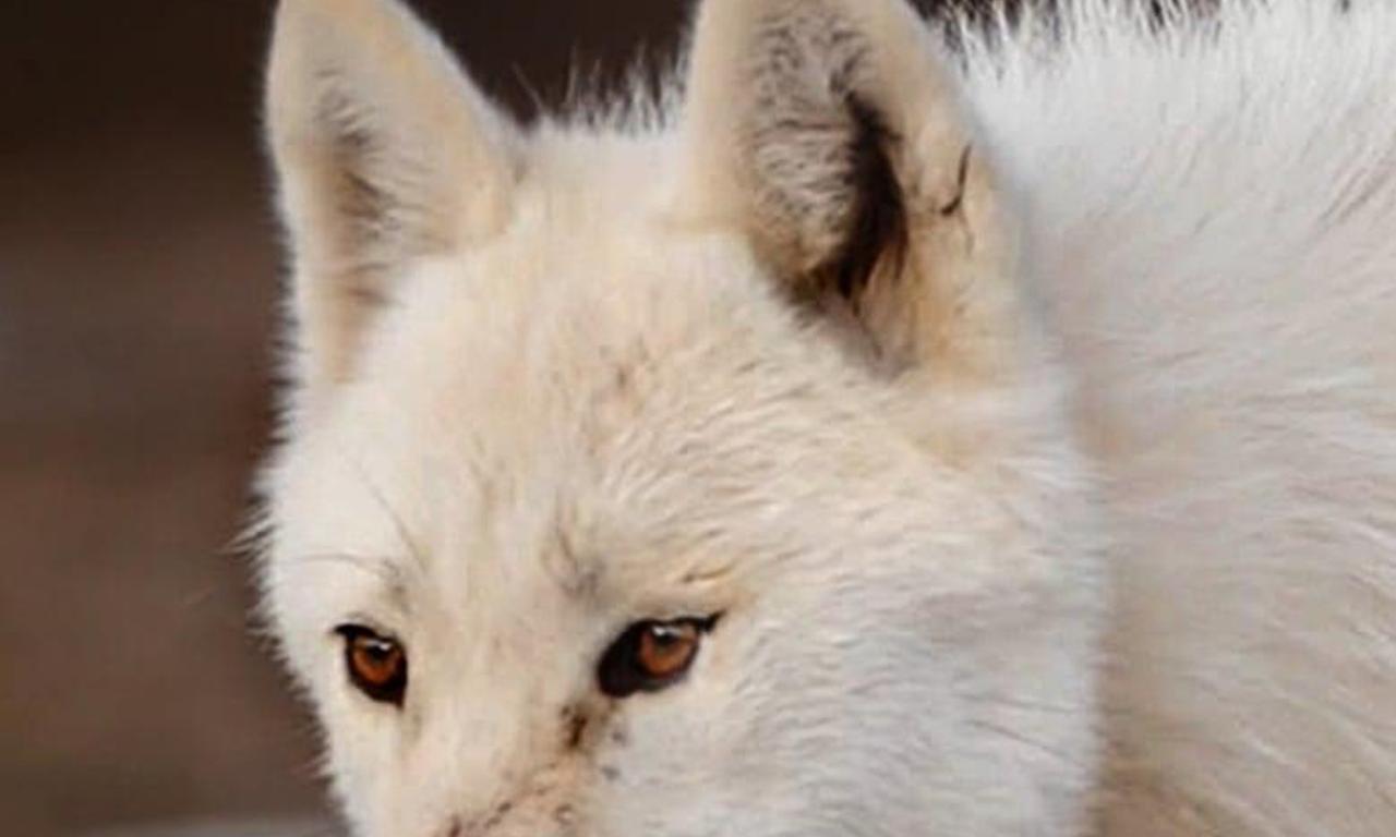 header image for Kingdom of the White Wolf