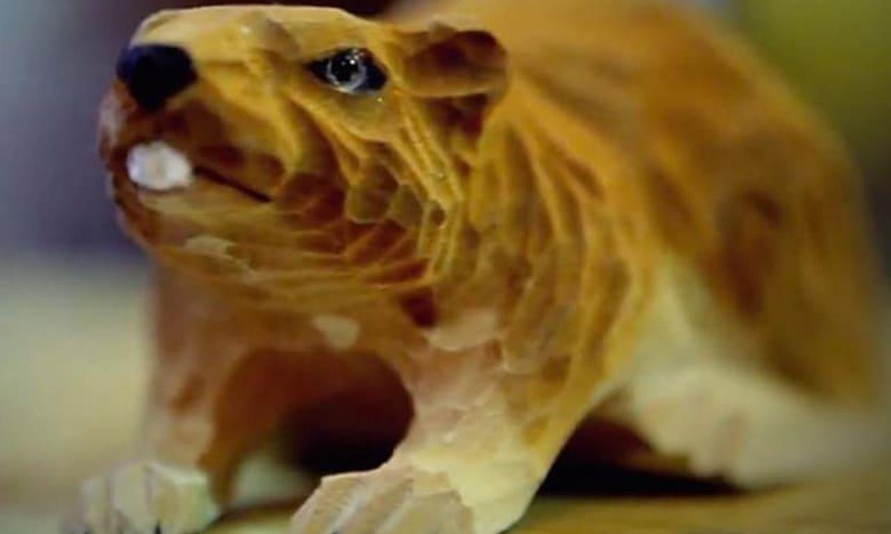header image for Beavers: Patagonia invaders