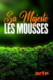 The Magical World of Moss
