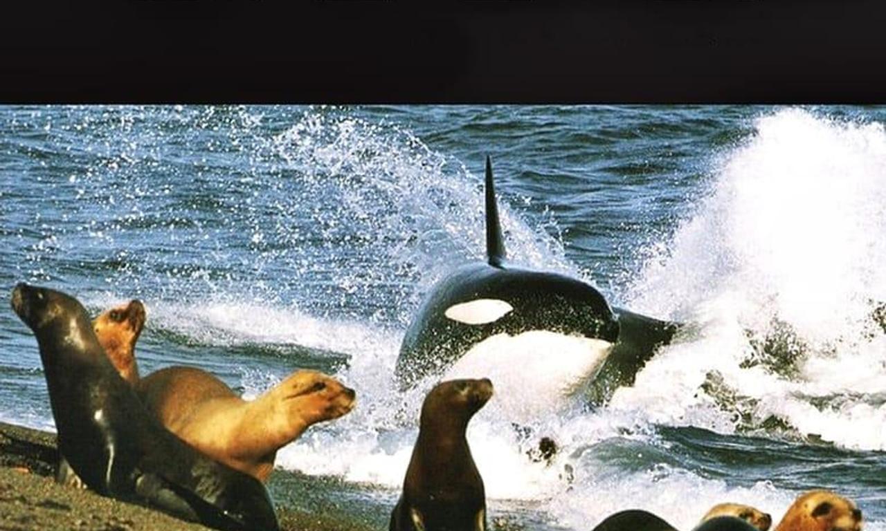 header image for The Trials of Life