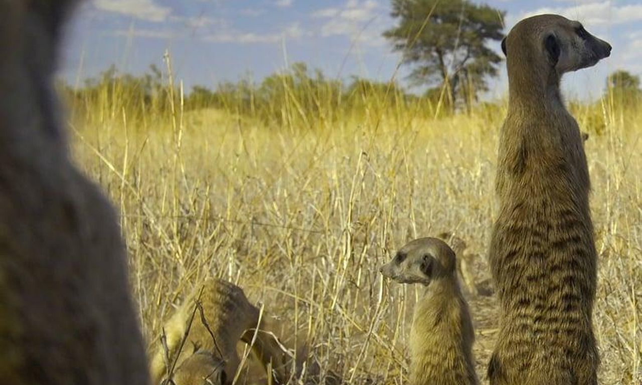 header image for Meerkat Manor