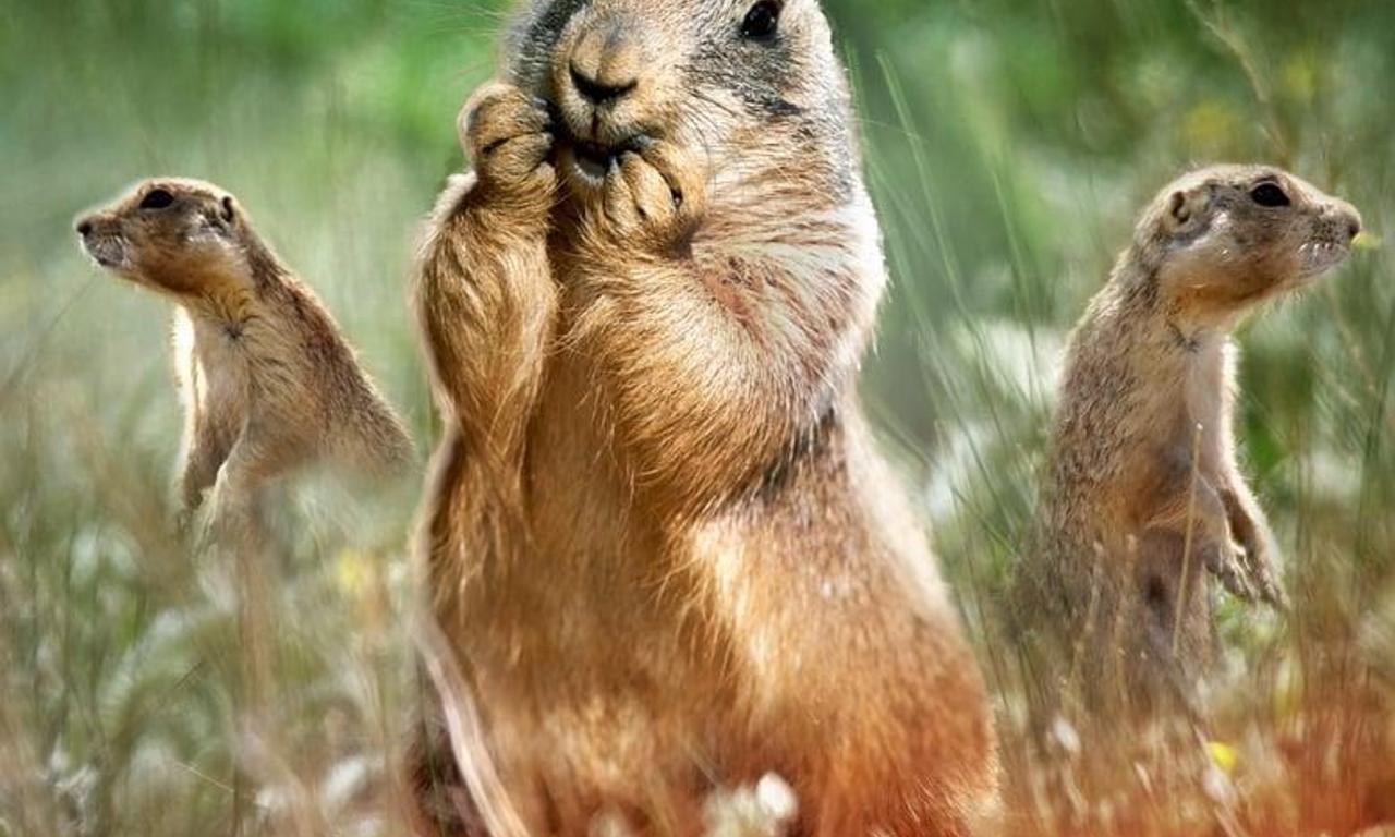 header image for Prairie Dog Manor