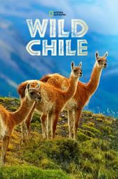 Wild Chile