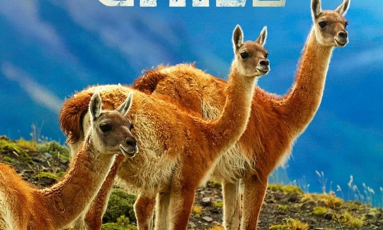 header image for Wild Chile