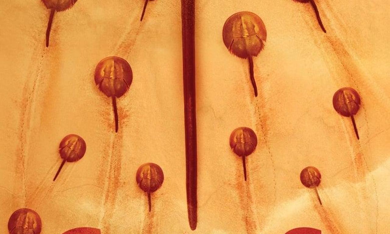 header image for Crabs!