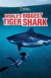 World's Biggest Tiger Shark