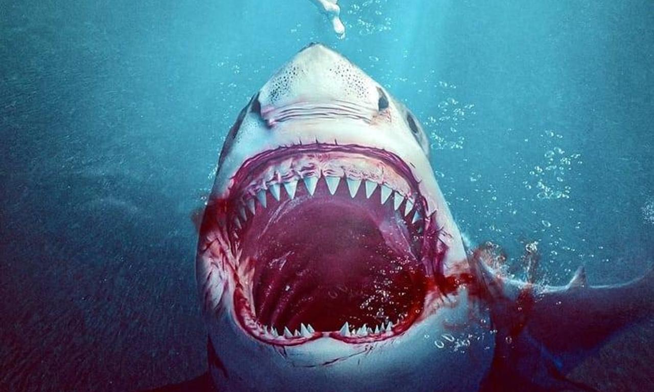 header image for Bull Shark