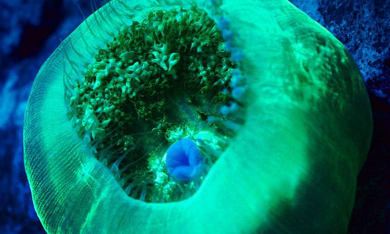 header image for Ocean’s Breath