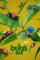A Real Bug's Life