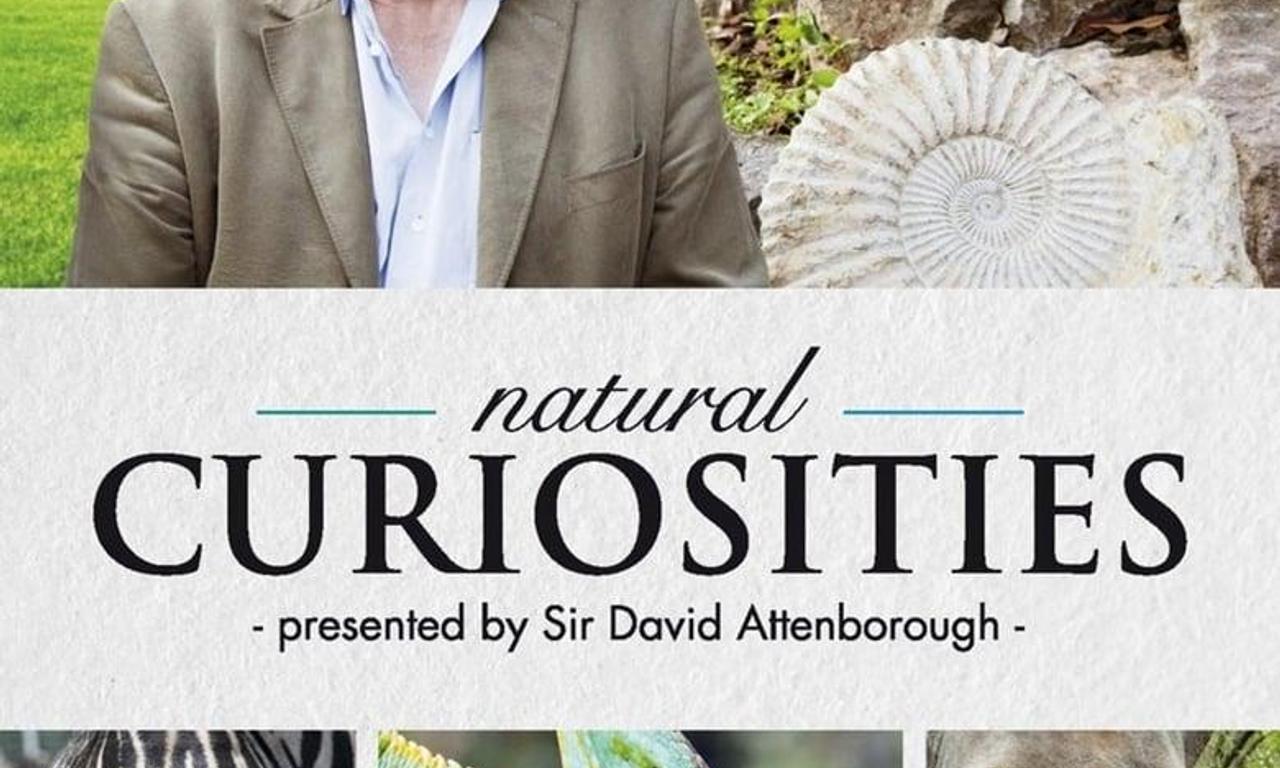 header image for David Attenborough's Natural Curiosities