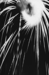 The Light Penetrates the Dark