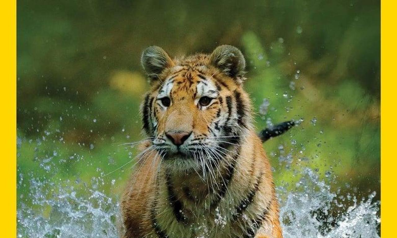 header image for Wild Russia
