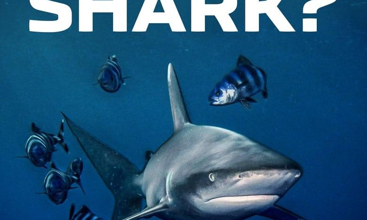 header image for World's Most Dangerous Shark?
