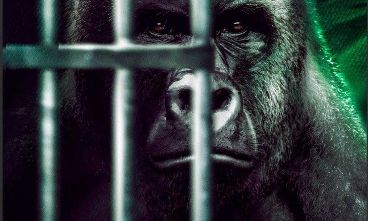 header image for Harambe