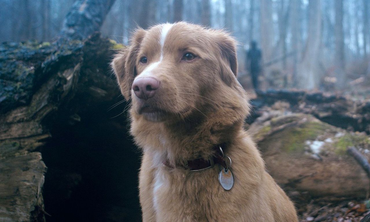 header image for Good Boy