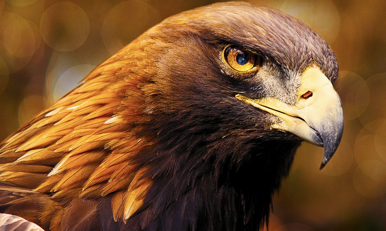 header image for Iberia's Woodlands: Life on the Edge