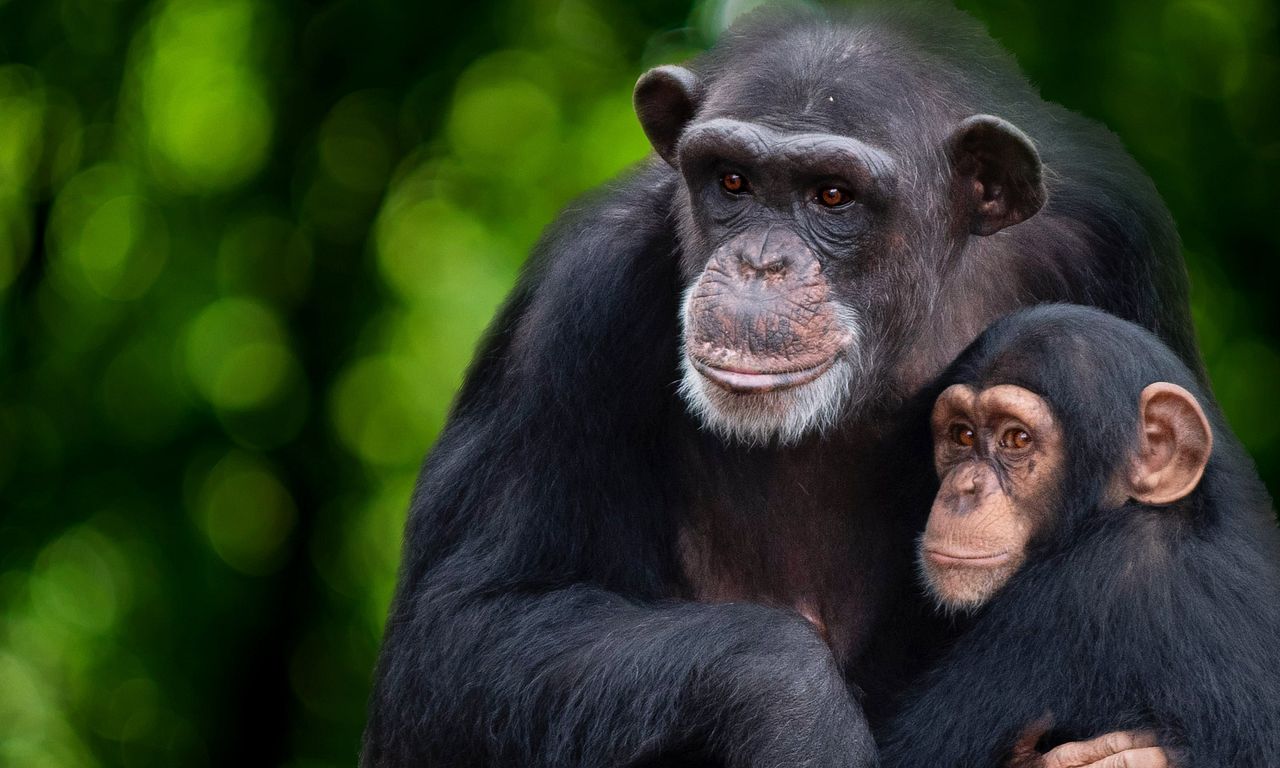 header image for Meet the Chimps