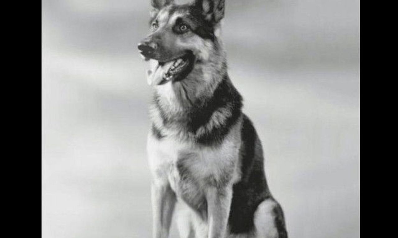 header image for Police Dog