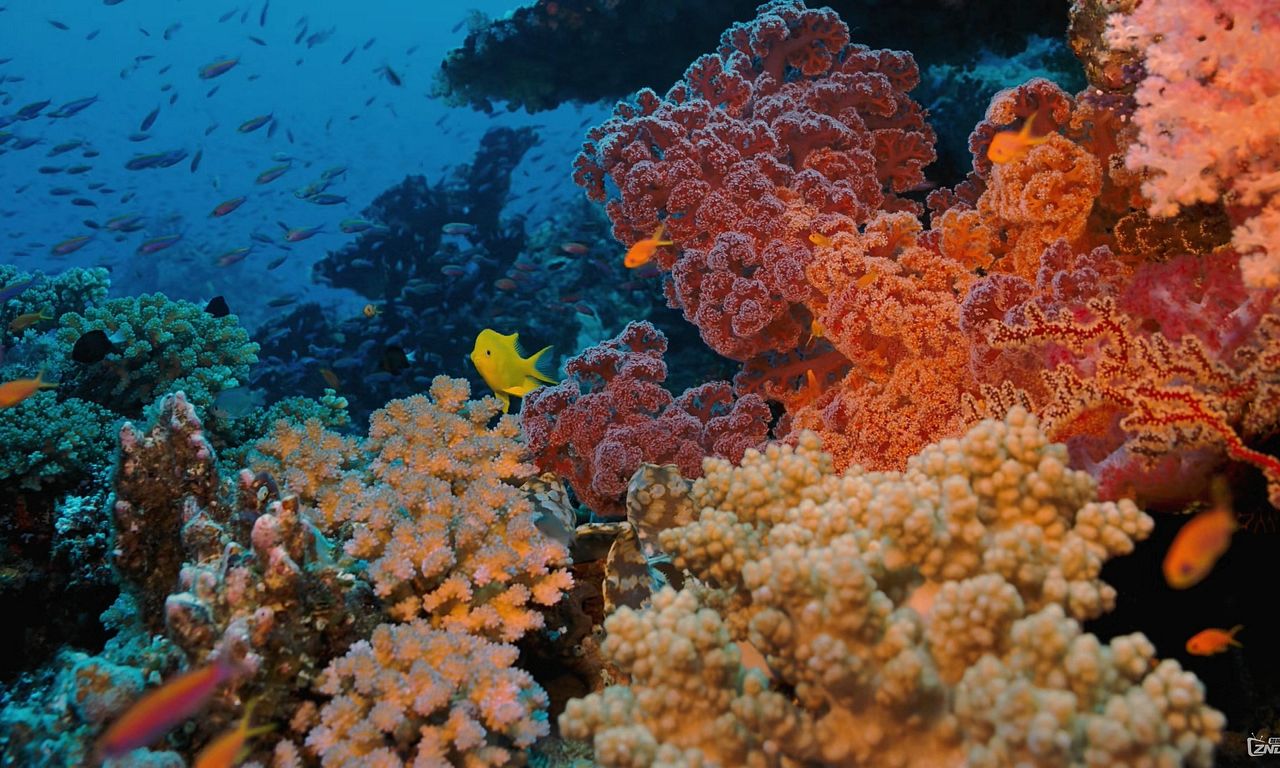 header image for Coral Reef Adventure