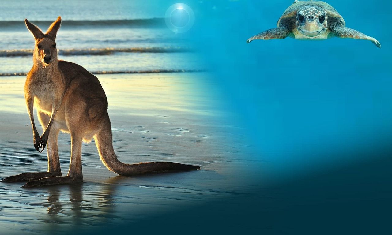 header image for Animals with Cameras