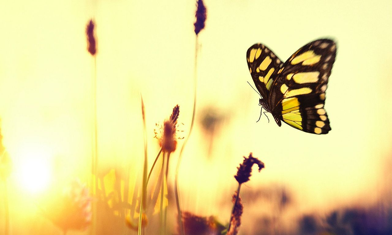 header image for Waiting for Butterflies
