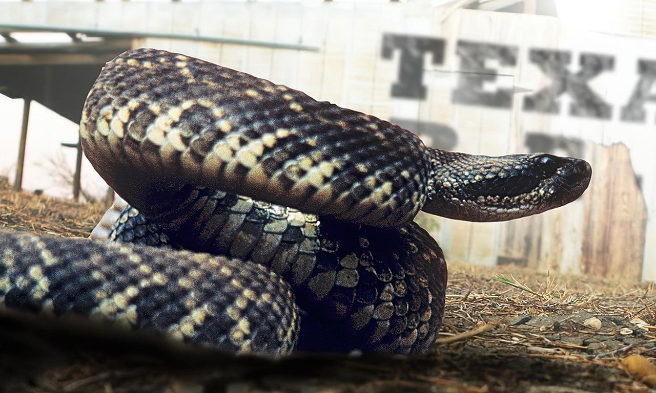 header image for Rattlesnake Republic