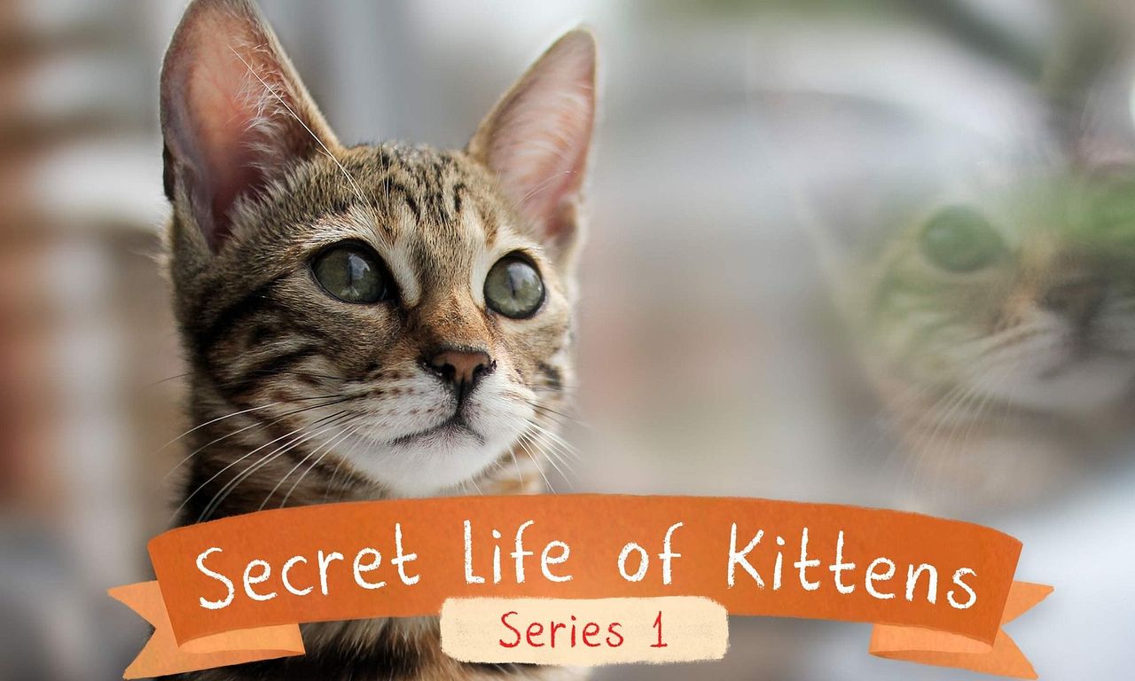 header image for The Secret Life of Kittens