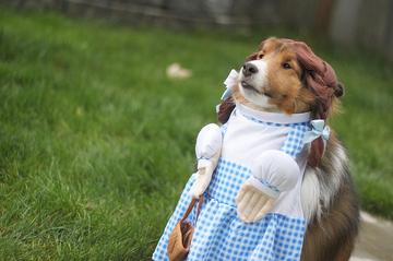 Dogs in Halloween costumes