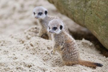 New arrivals at Dublin Zoo: Meerkat pups
