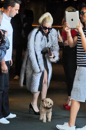 Lady Gaga and her puppy