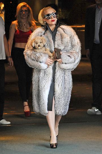 Lady Gaga and her puppy
