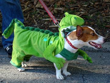 Dogs in Halloween costumes