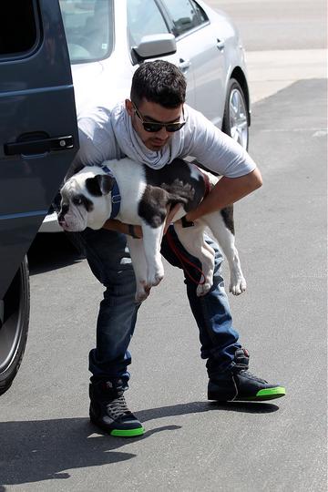 Celebs and their puppy love