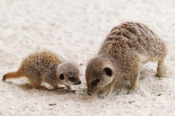 New arrivals at Dublin Zoo: Meerkat pups