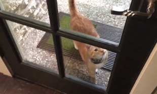 Watch: This cat is the perfect defence against junk mail Watch: This cat is the perfect defence against junk mail