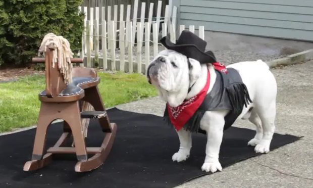 dog riding a rocking horse