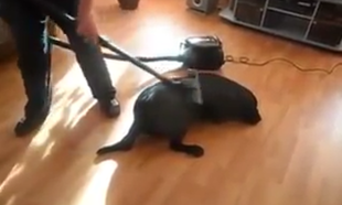Watch: This dog loves being vacuumed more than anything else in the world