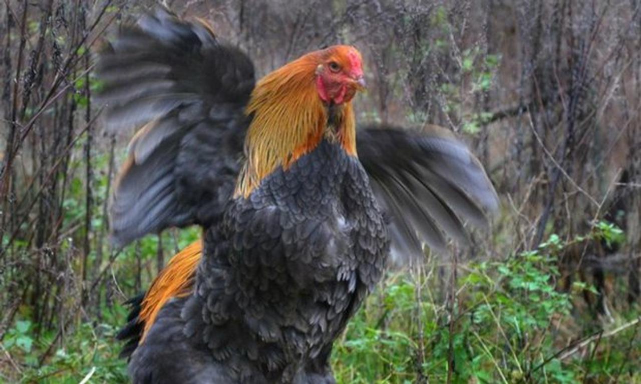 The Internet is freaking out over this giant Brahma chicken