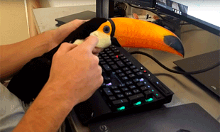 Watch: This Toucan thinks it's a cat. Is also adorable