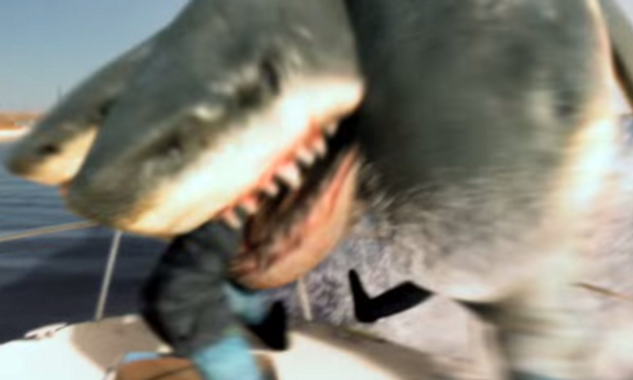 jaws 3 shark attack