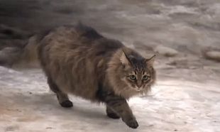 Watch: This cat loves hugs too much to let go of his owner
